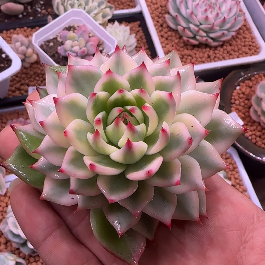 吖*丫头 多肉植物