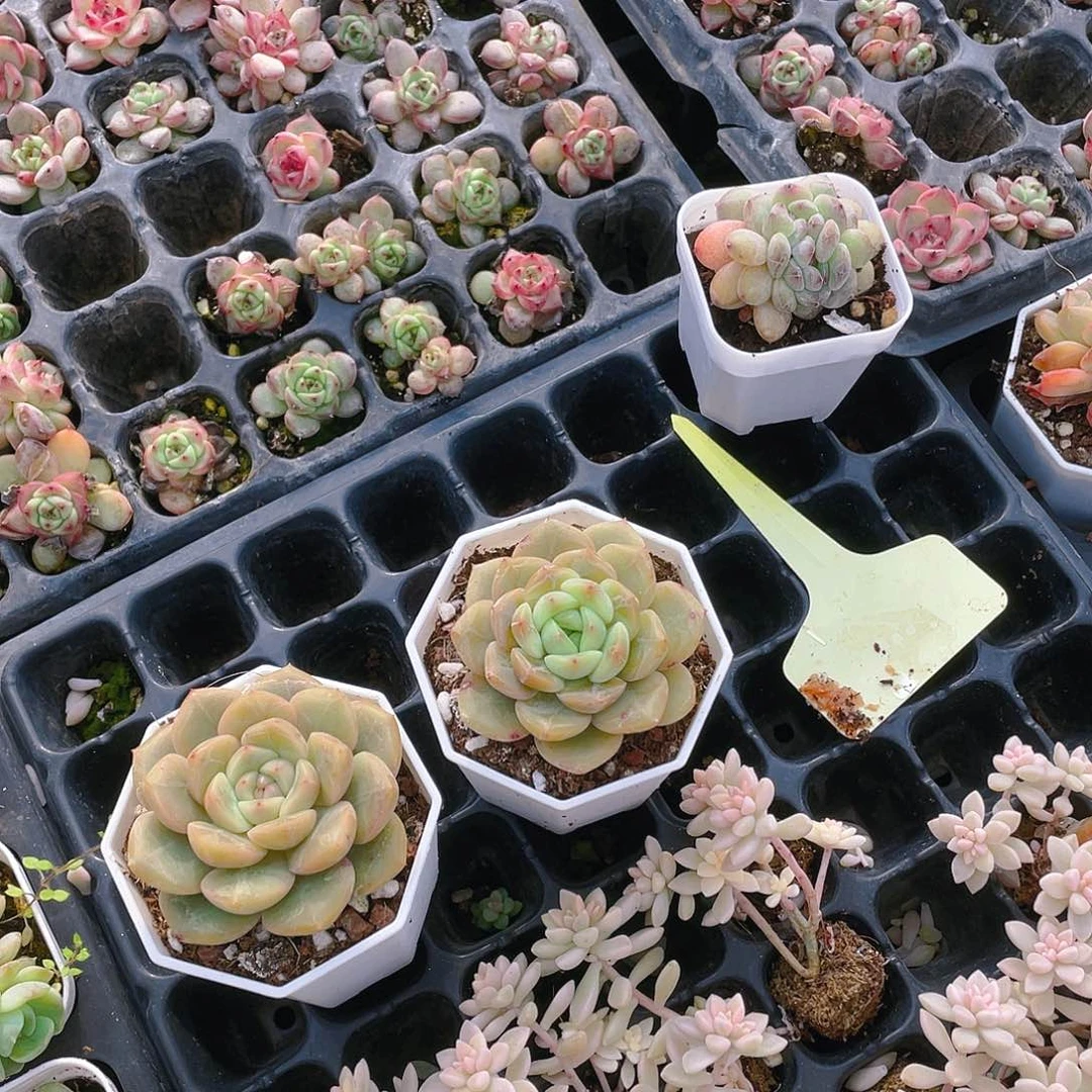 淼*红恋白恋杂盆一个满25包邮