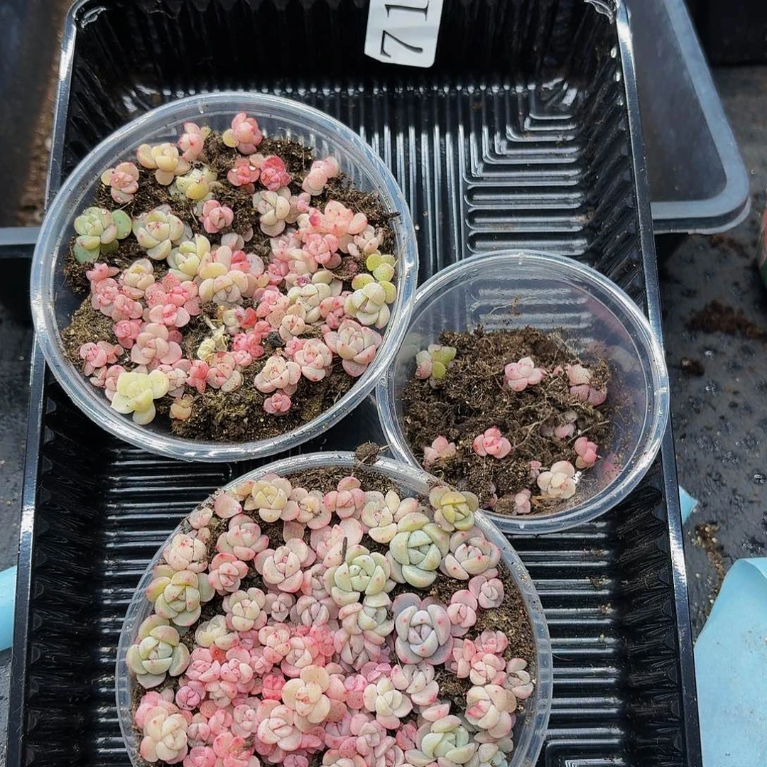 多肉植物多肉植物718