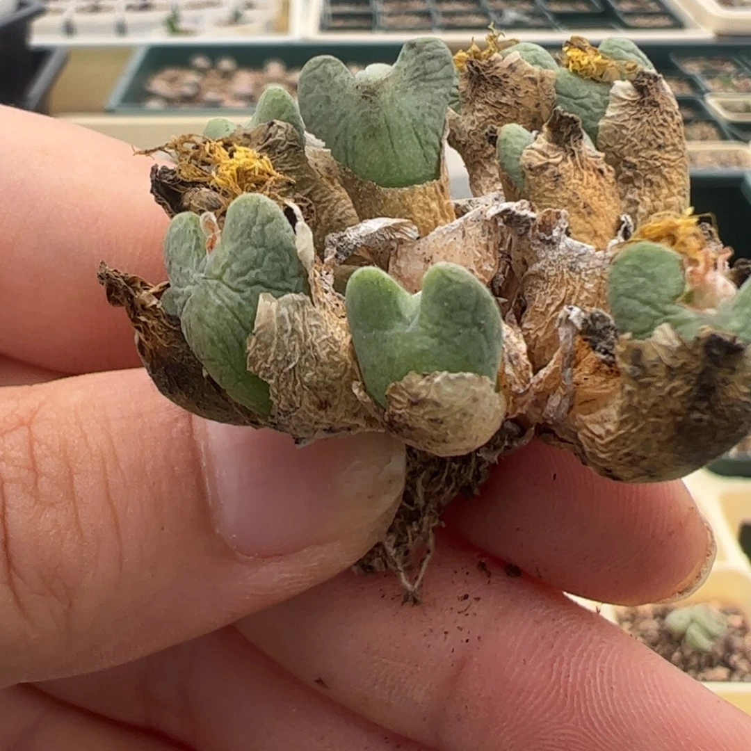 738 好看的多肉冲冲冲