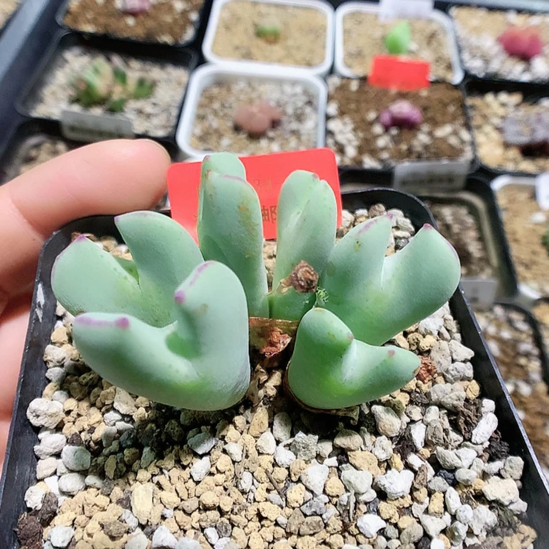 【闪购商品】5-31-51 毛少将一群特 60