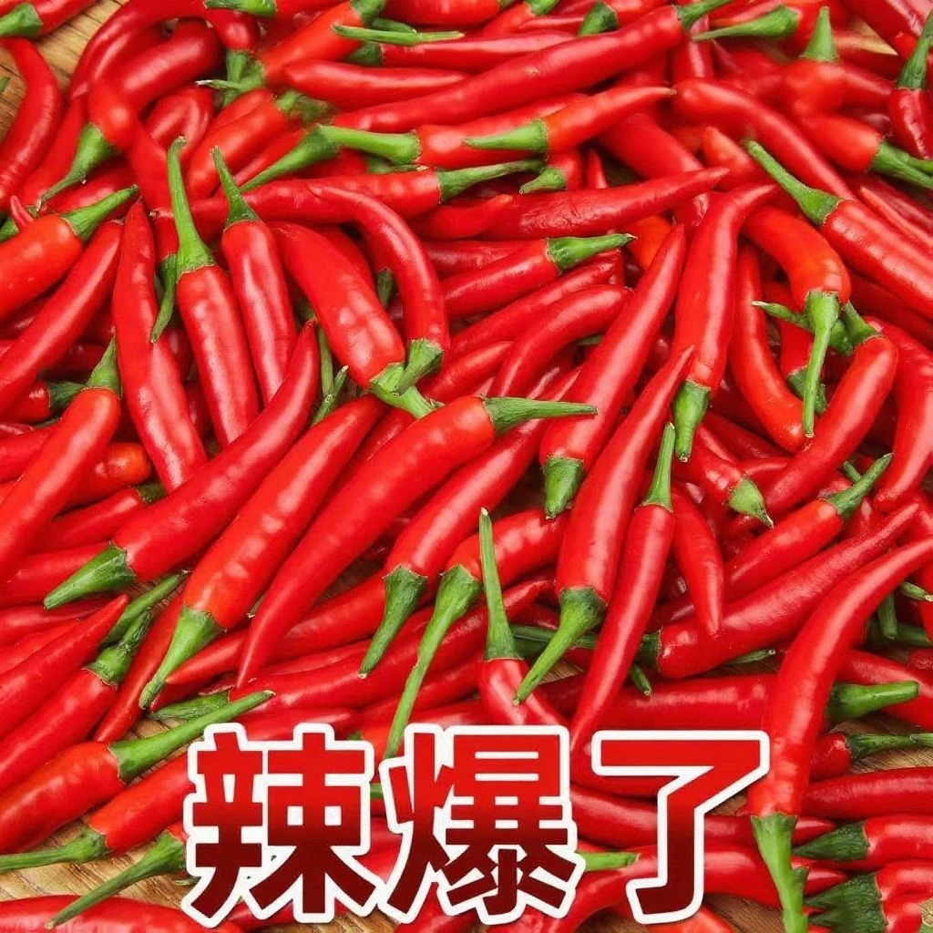 高山种植新鲜采摘特辣小米辣椒用于餐饮调味的蔬菜