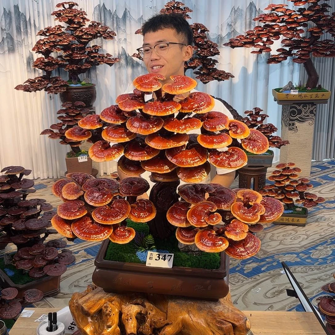 无花朵888888888888