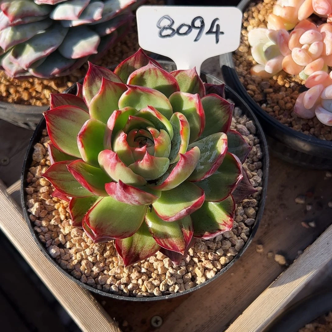 丫***头惊鸿仙子一物一拍8094号