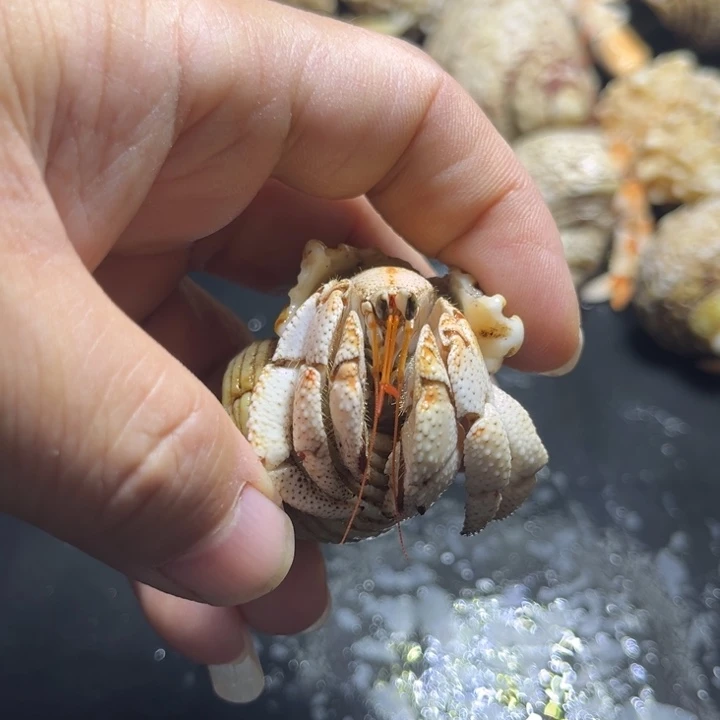 闪19号毛球2.2口径