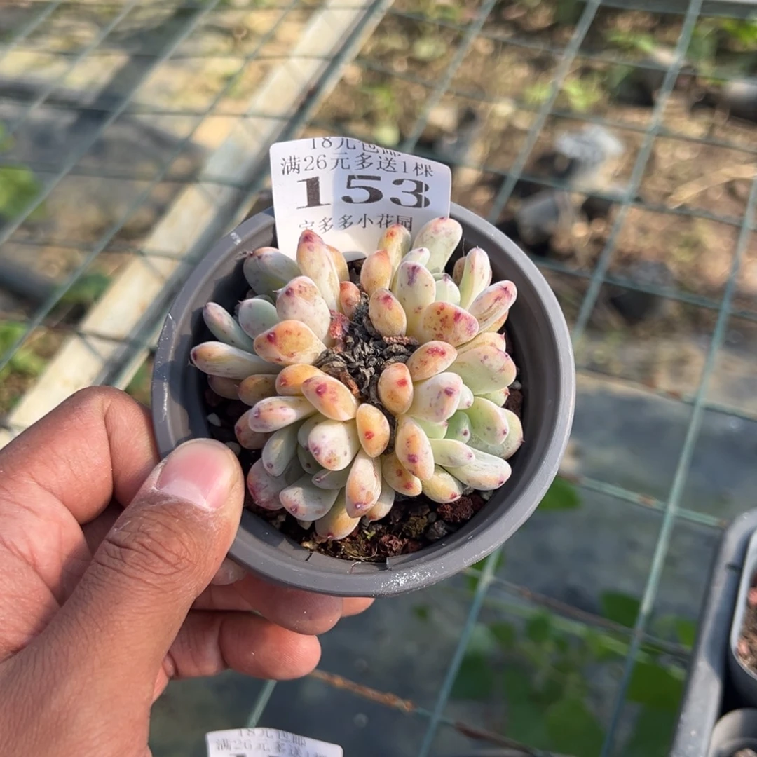 灯***～153号四头雪爪到手一颗一物一拍