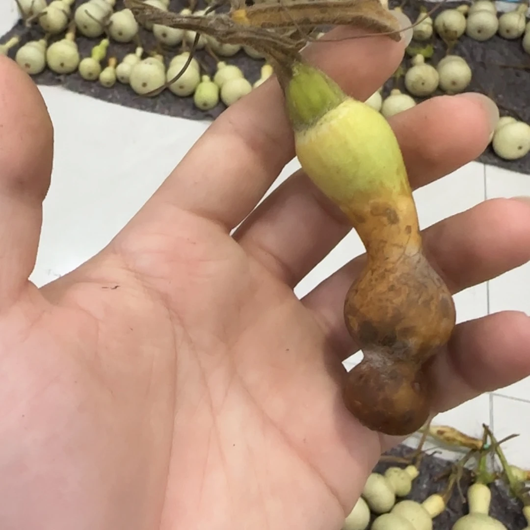 哼****葫芦djsjsjsjsjsjsjs