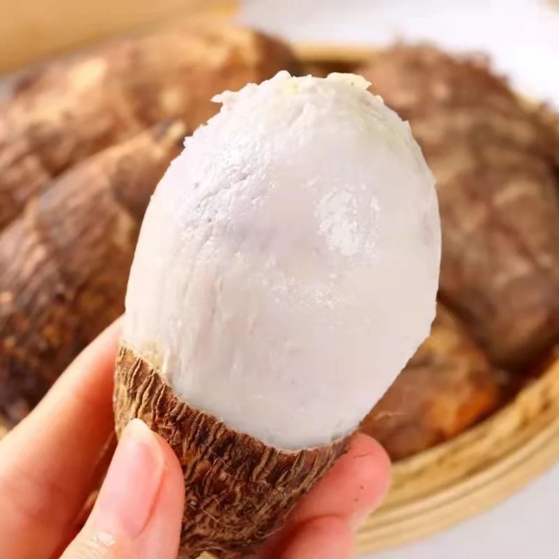 【南县老味道】新鲜毛芋头小芋头现挖牛奶粉糯香甜芋艿蔬菜湖南农家