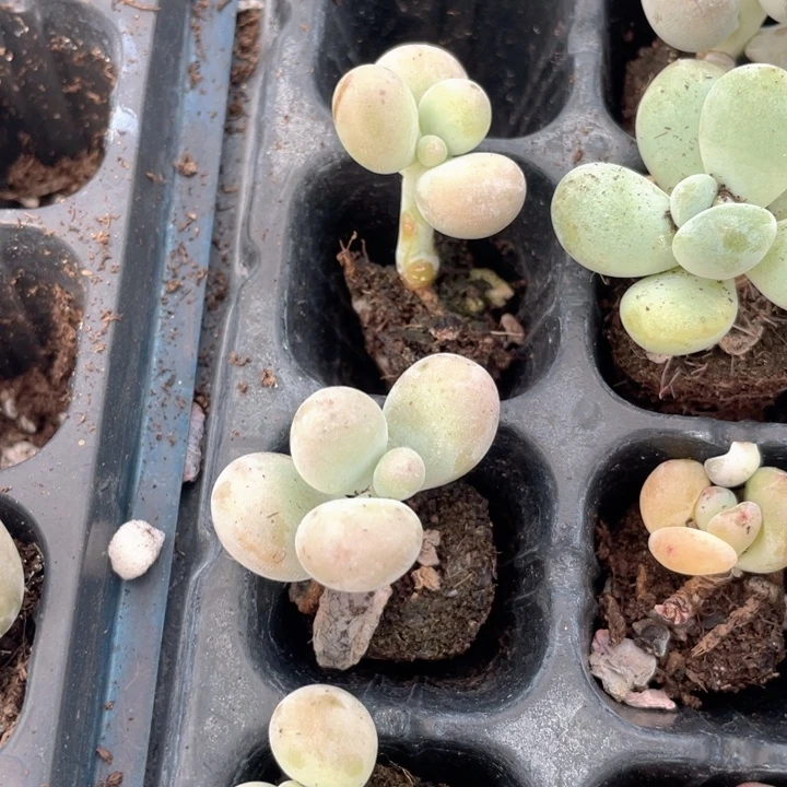 一我一拍满18包邮3颗