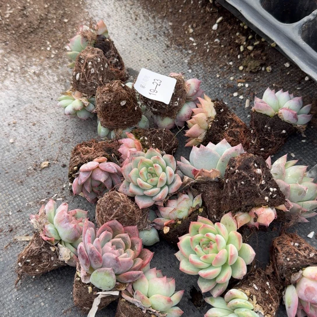 19-23左四珍妮杂交二十颗量拍