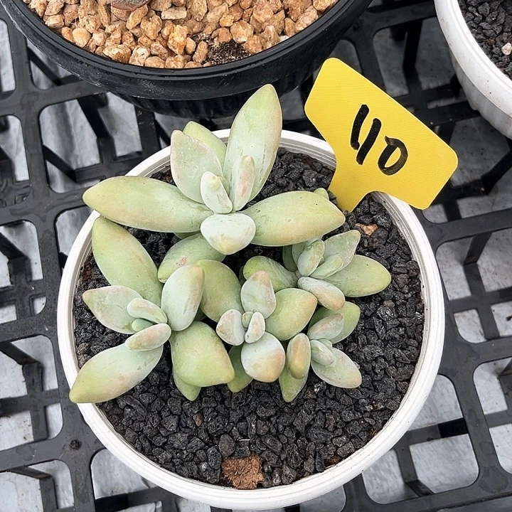 企鹅110号码牌子的