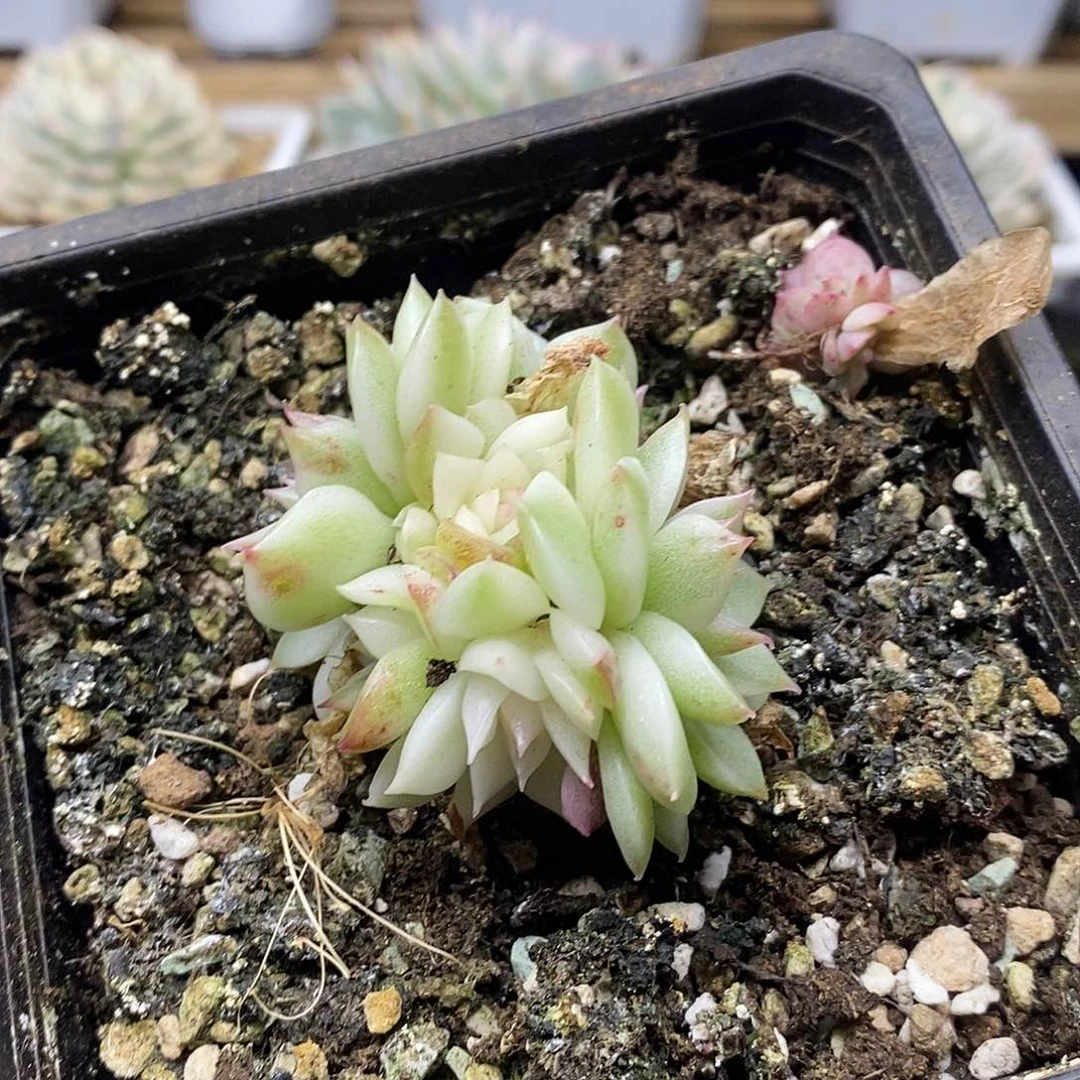 2568 绿水晶覆轮锦 6 头有砍