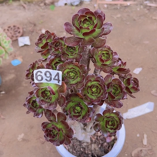 安***宿多肉植物一个黑豆