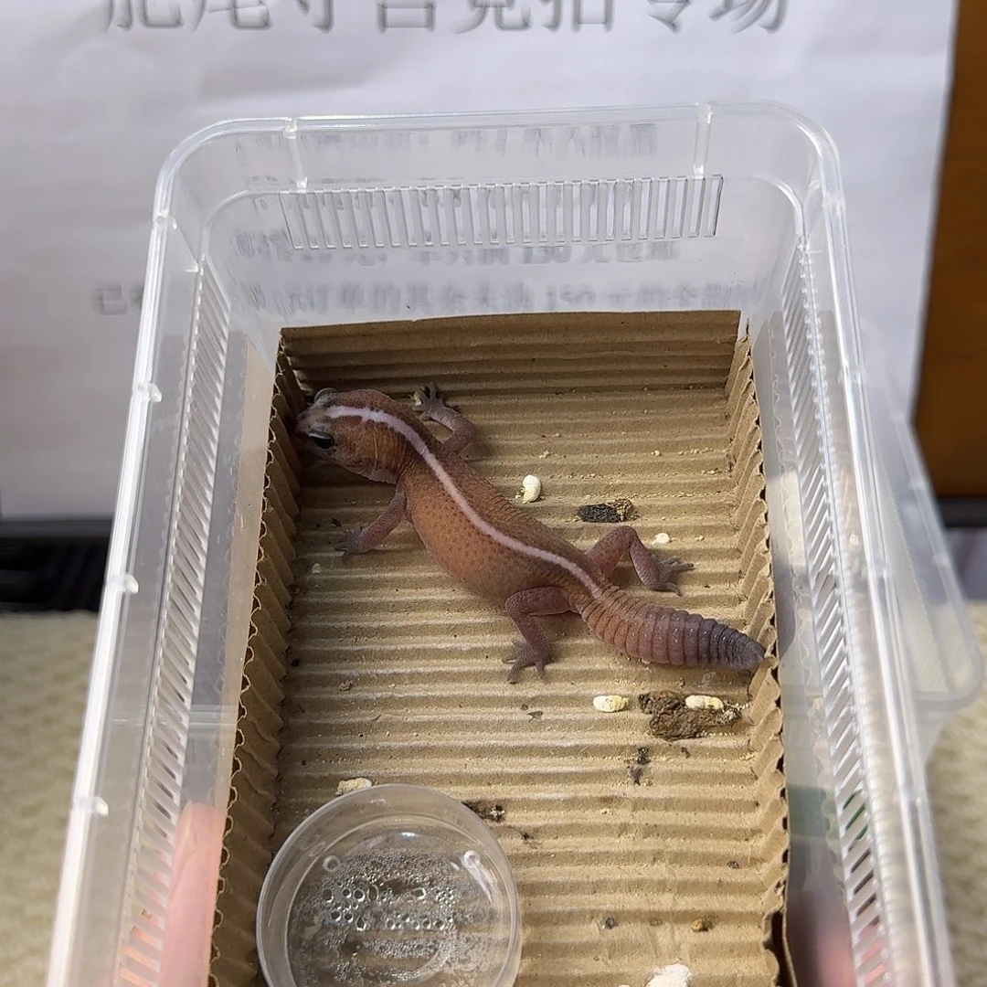 肥尾守宫小松鼠 直线无纹 妹妹