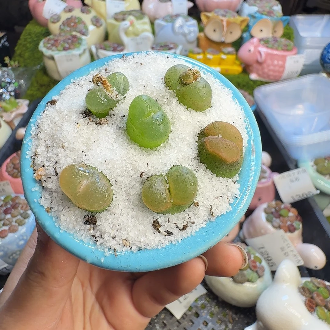 多肉葡萄的味道真的1324