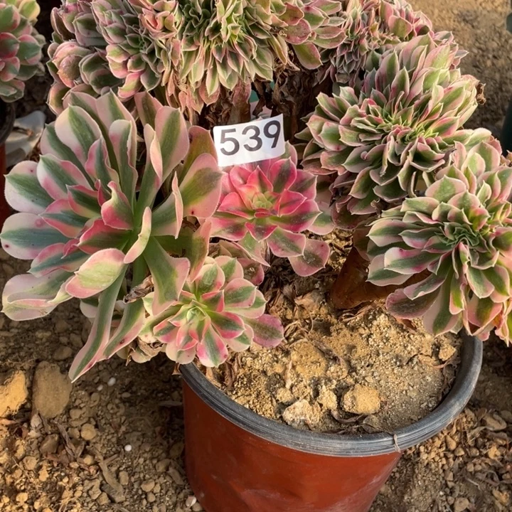 完全开放539多肉植女巫缀