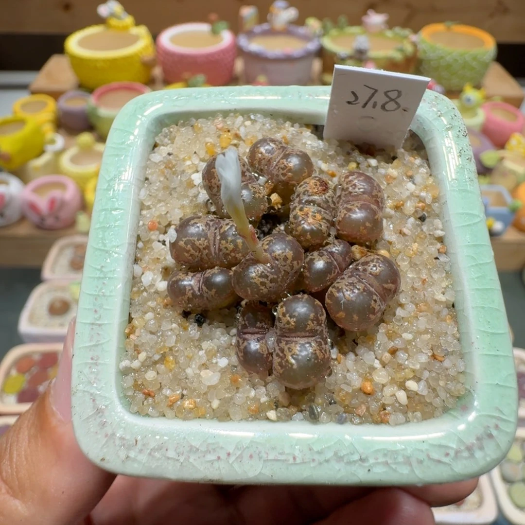 蘑菇255勋章多肉植物