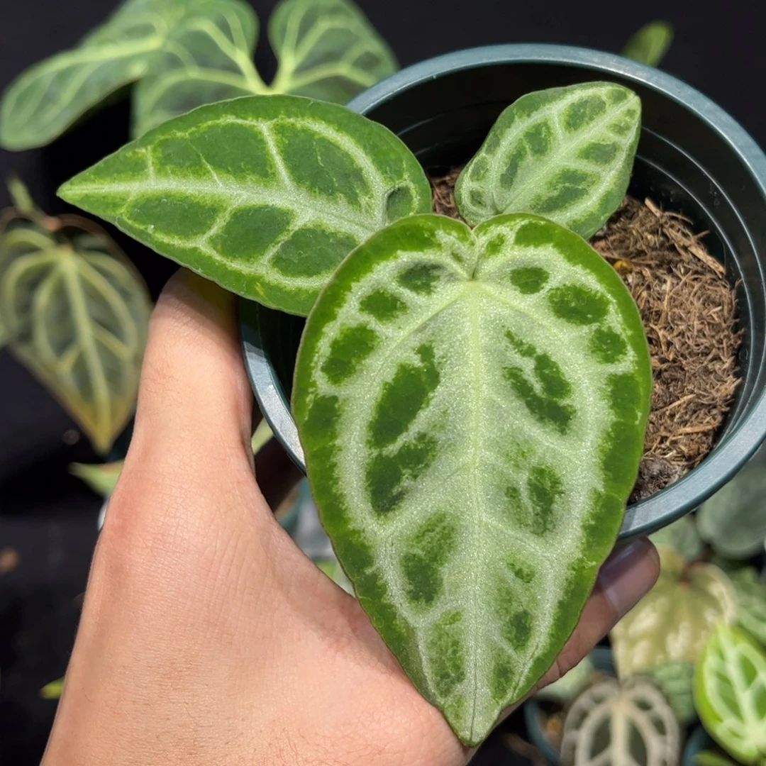 不开花植物银色闪电