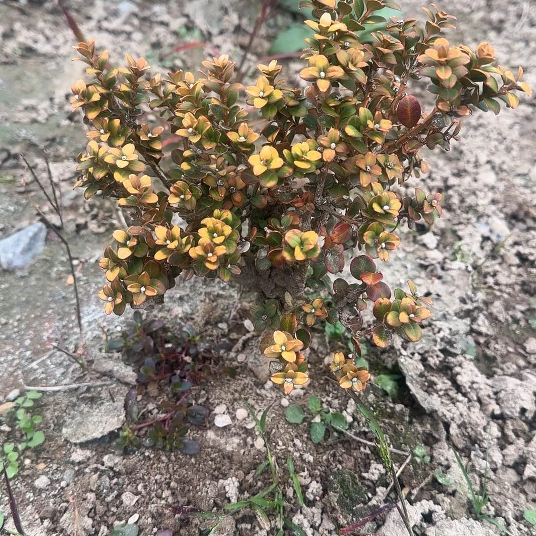 无花朵安徽珍珠黄杨128