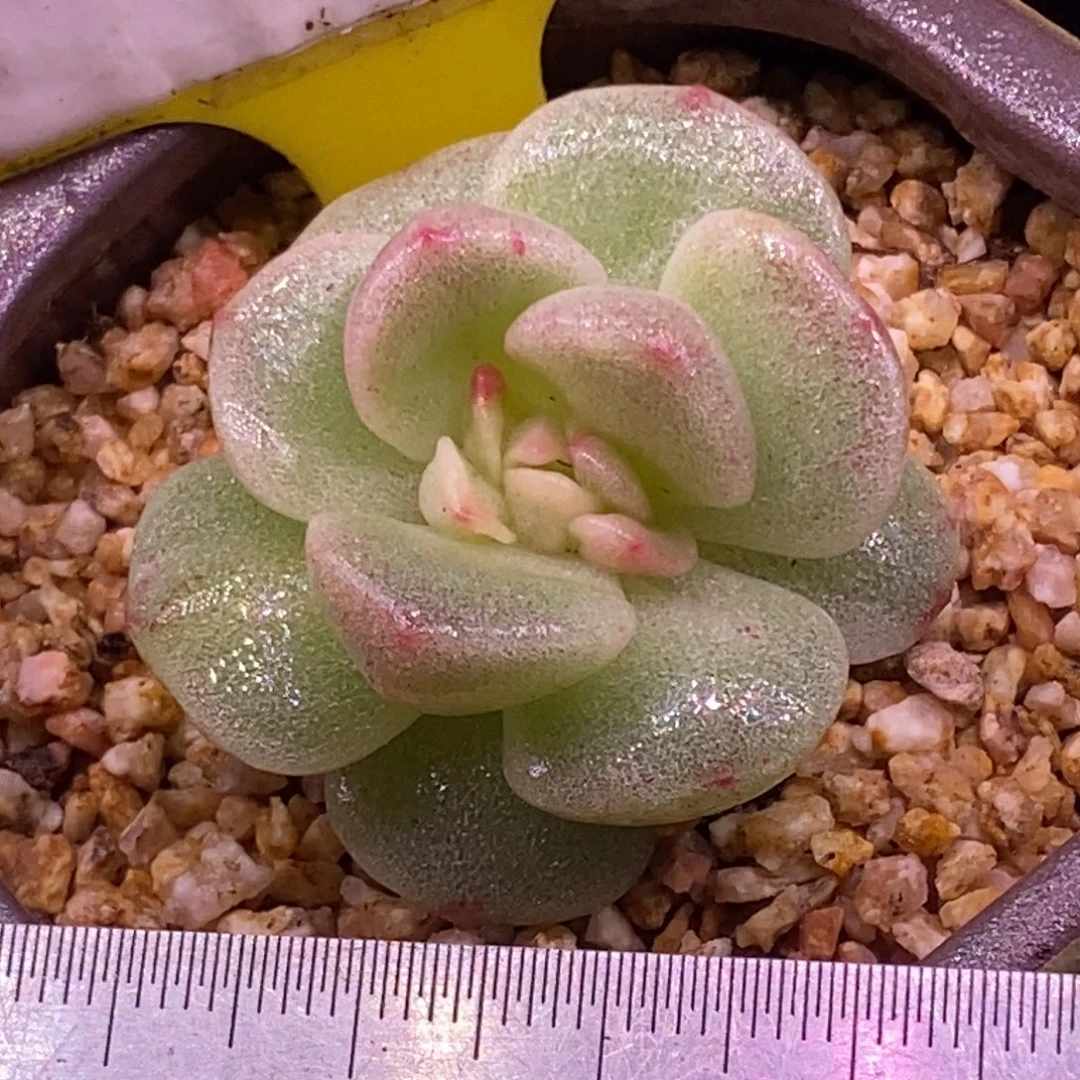 9129冰玉石化虾饺叶变异心……