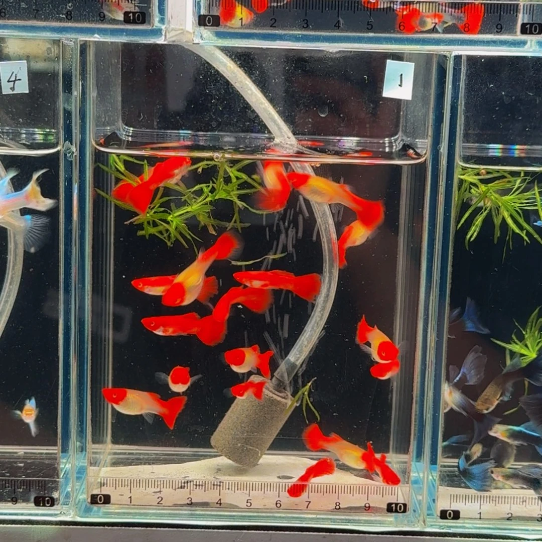 *****孔雀鱼红头公鱼1条