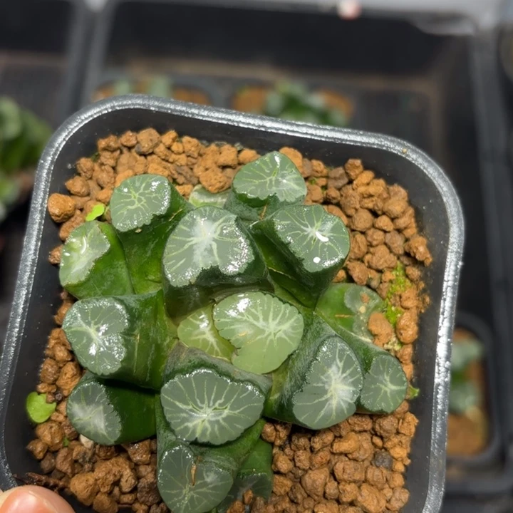 稻妻母本万象多肉植物