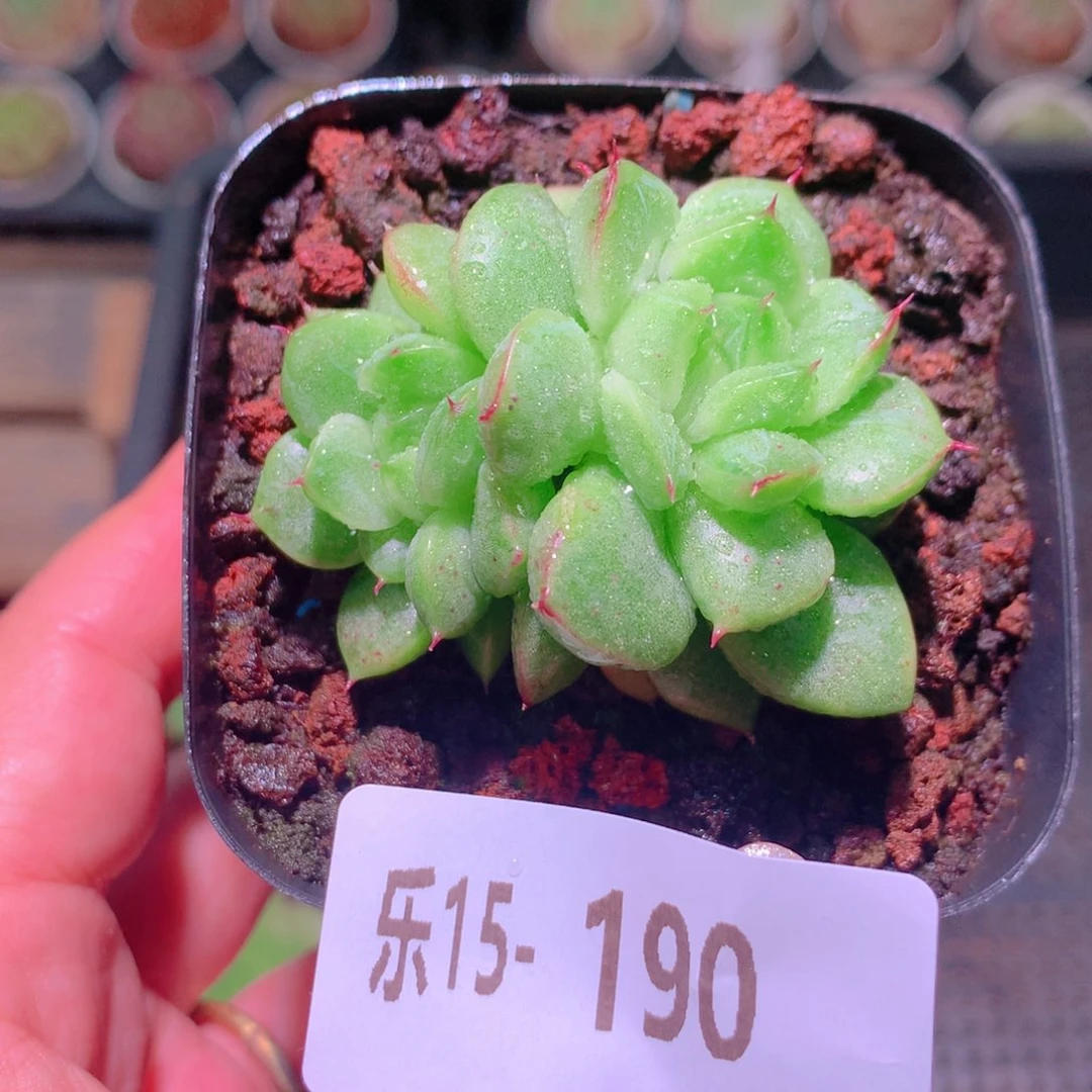 乐然15-190 新品双头