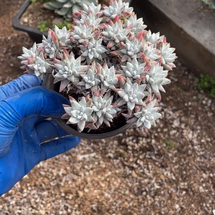 631号白菊多肉植物