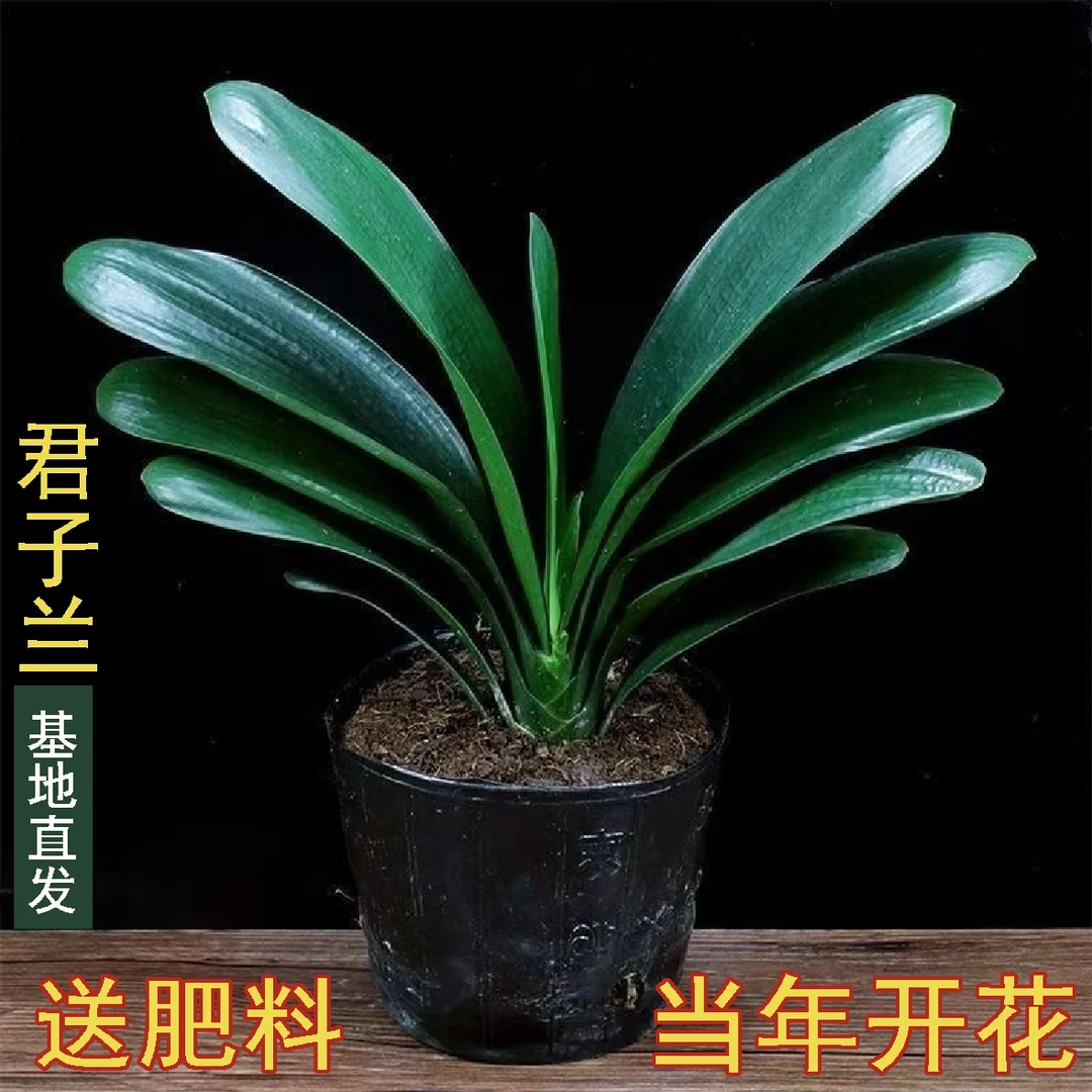 5-8片叶君子兰盆栽绿植室内绿植耐寒盆栽客厅阳台庭院四季花卉