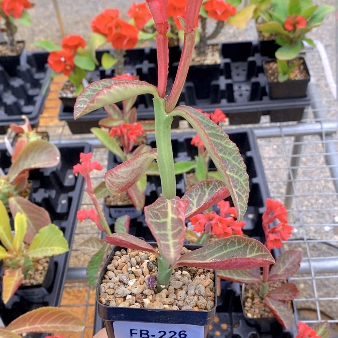 龙天阁大戟FB-226