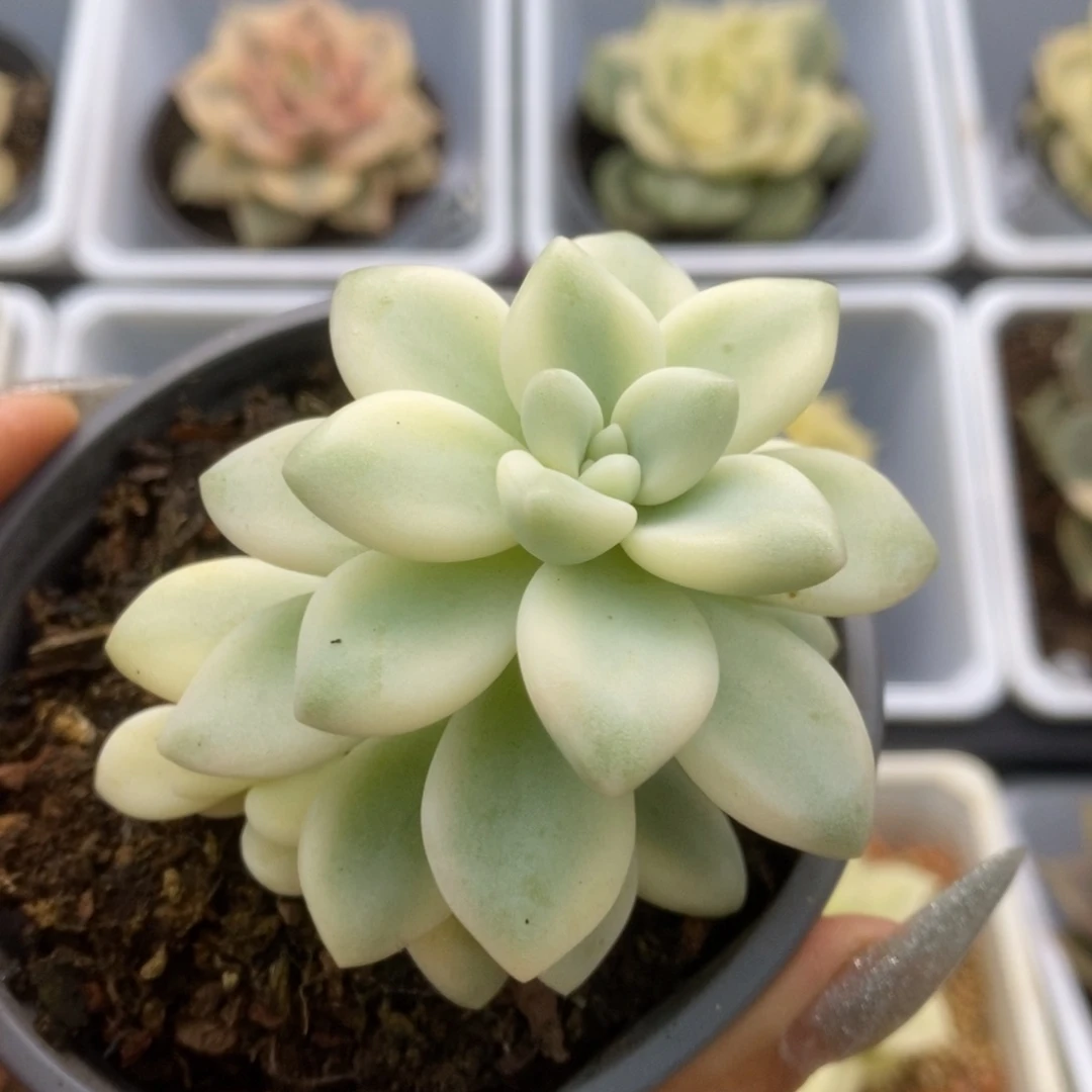154蛋糕 锦锦锦锦锦锦锦