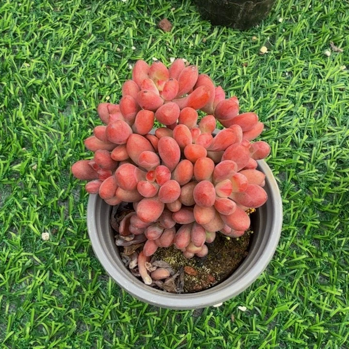 汤姆猫一物一拍。