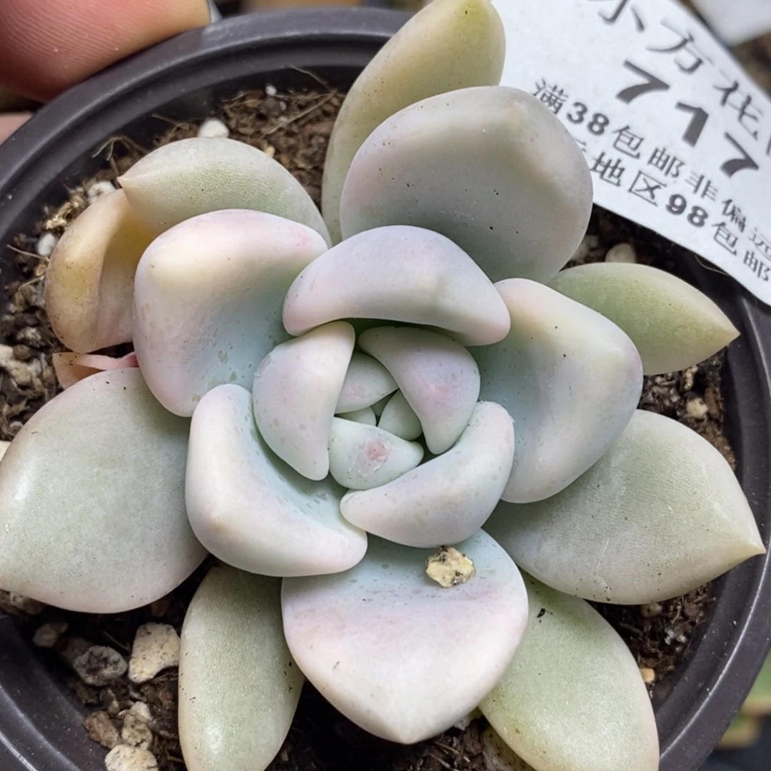 717奥普琳娜锦单头