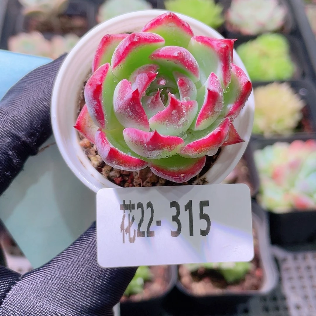 花利美22-315吉娃娃