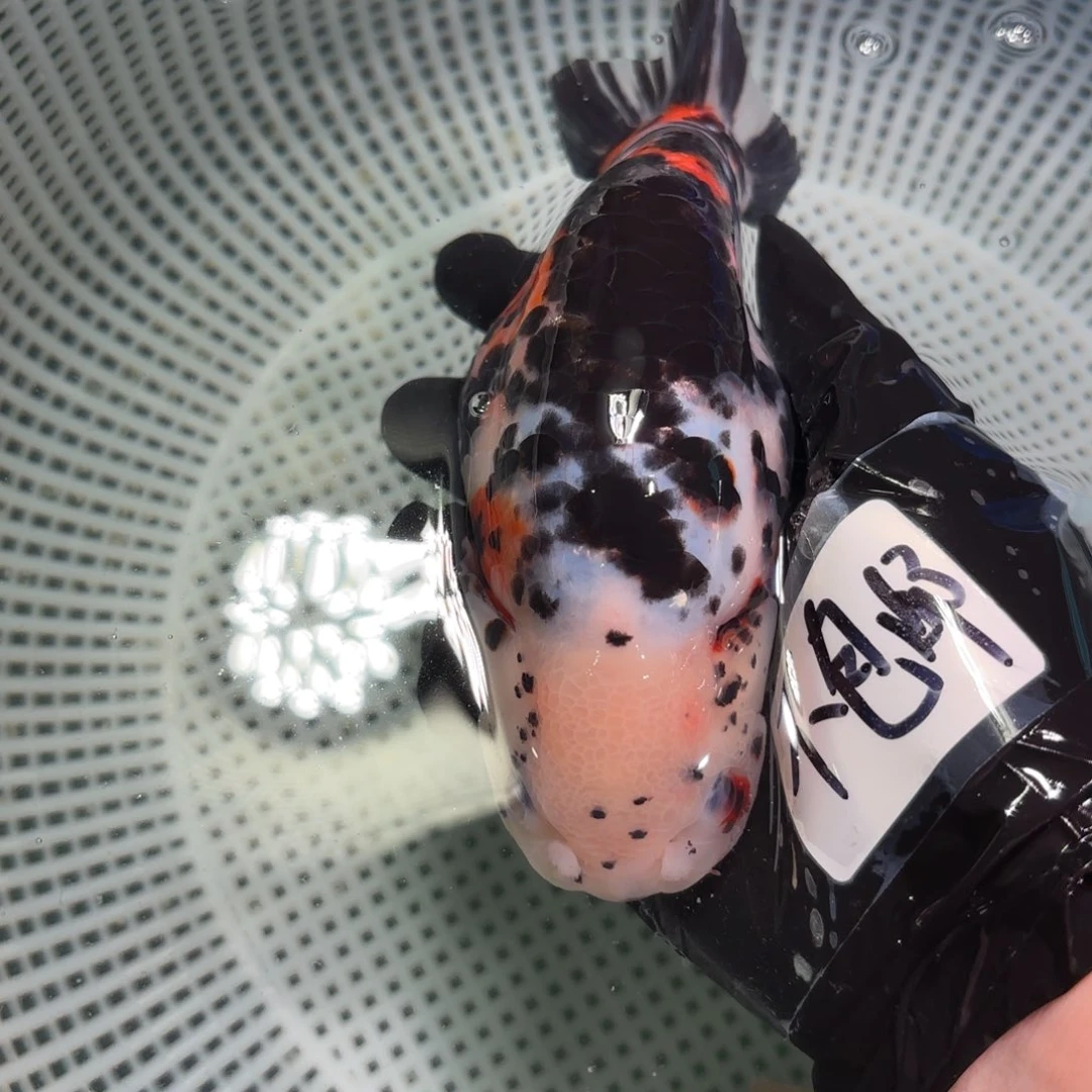 金鱼嘟*嘟运费自理不包邮