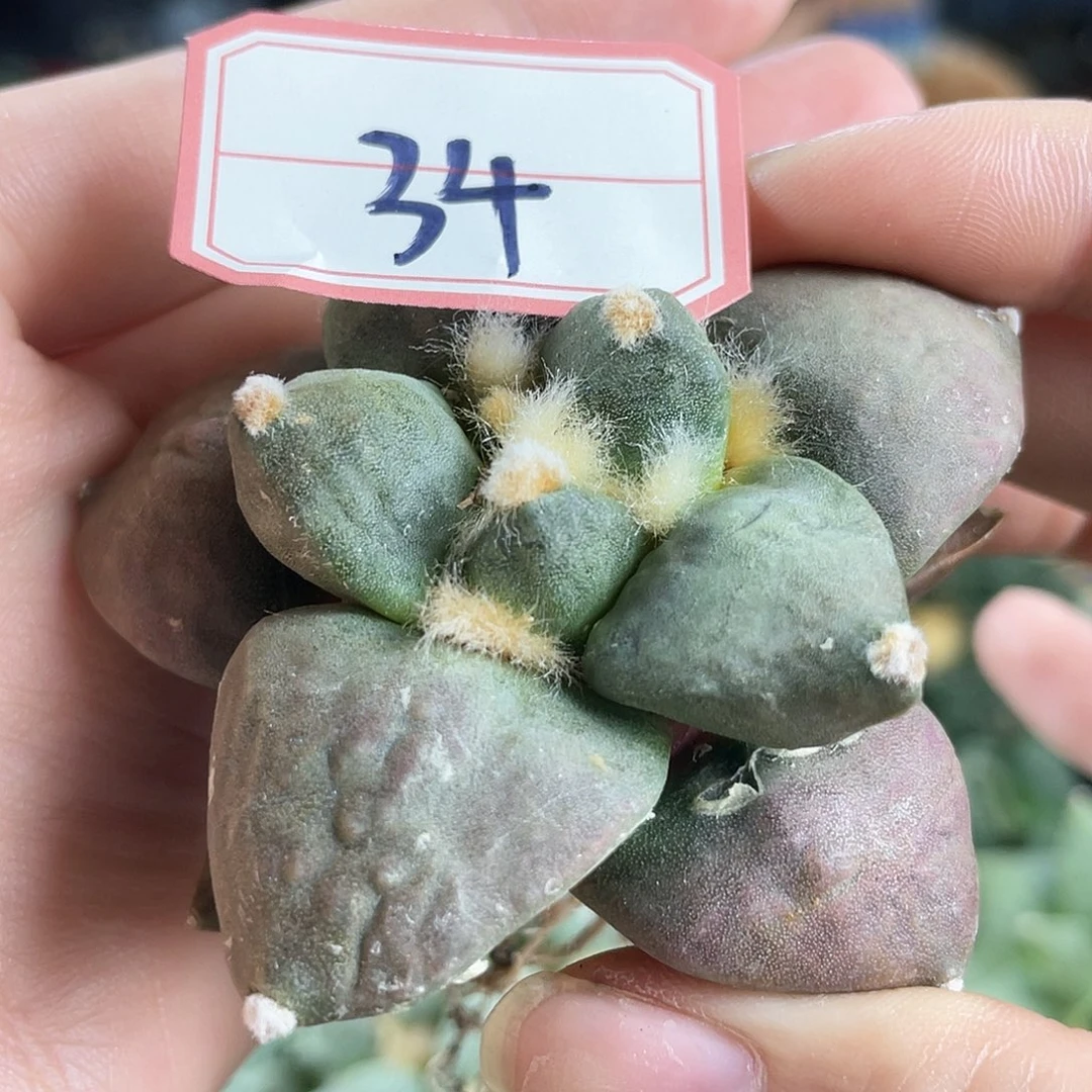34号自根练手牡丹萝卜根
