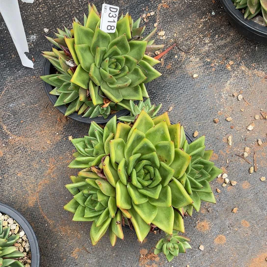 若如东云组拍D318