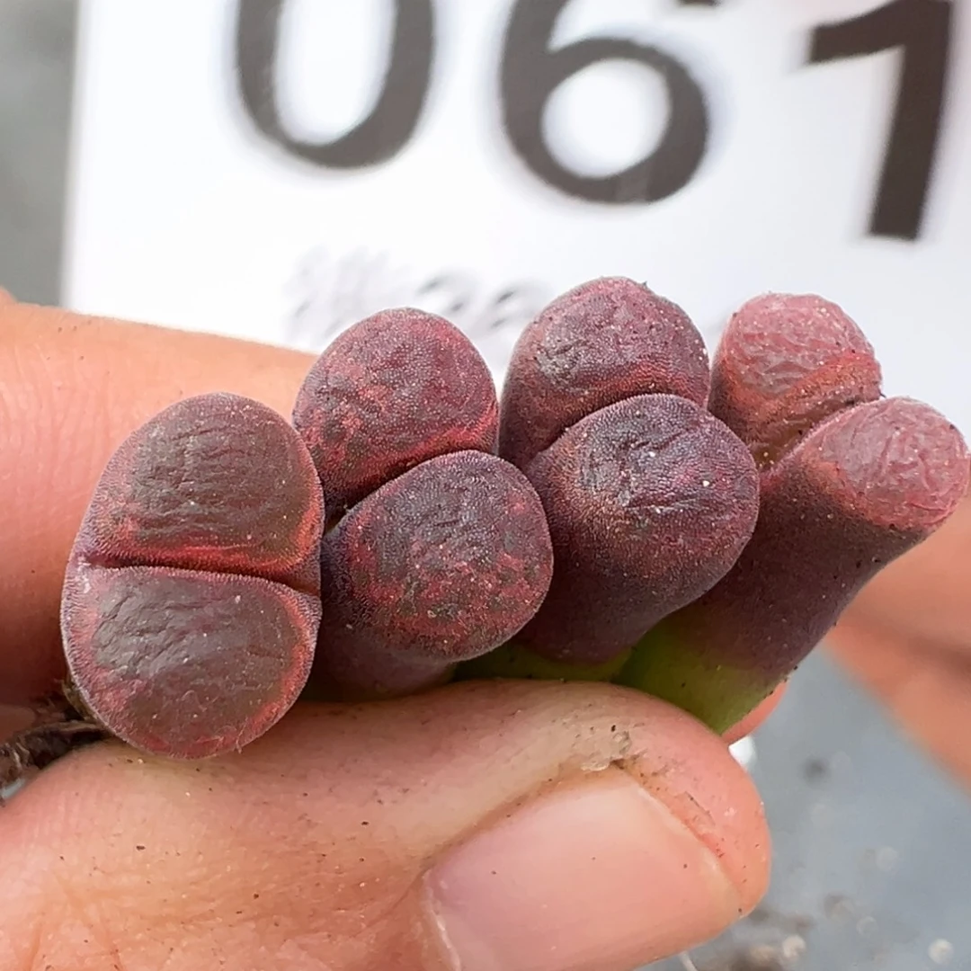 10.31好看的多肉脱土发货061高腿