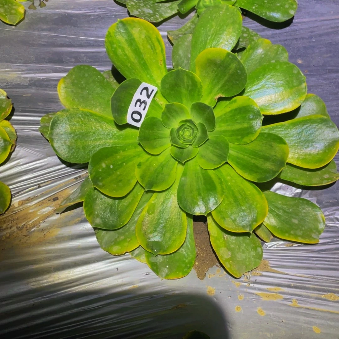 香炉盘七彩多肉植物032