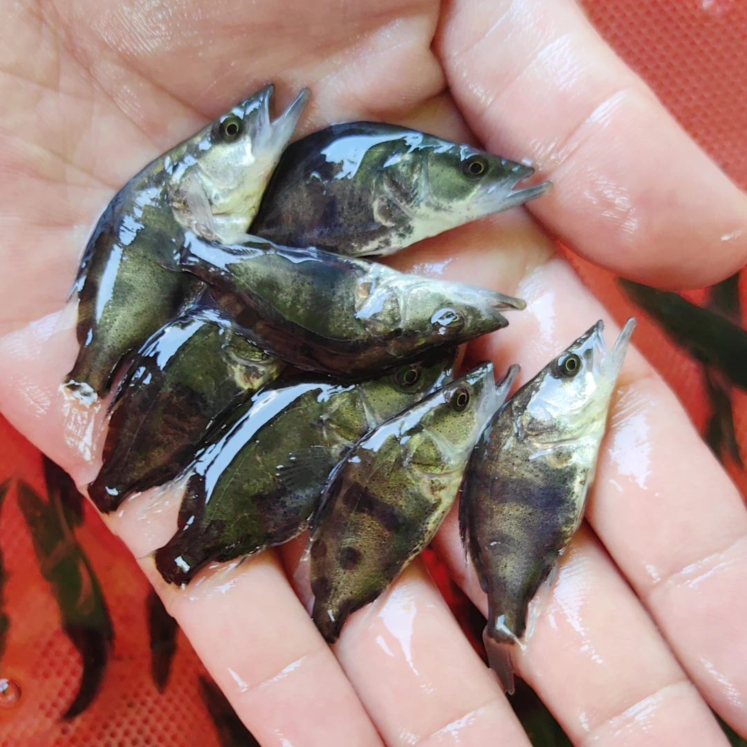 批发小鳜鱼淡水养殖桂花鱼幼体斑纹暗金鳜白头鳜黑桂观赏鱼大白鳜