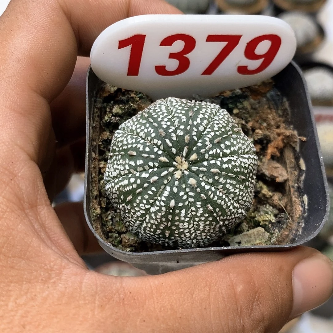 1379福利特价咯奇迹