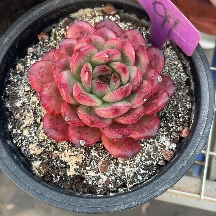 晨语多肉，一物一拍91万宝龙