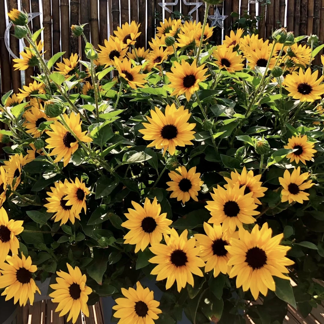 光辉岁月向日葵盆栽花卉庭院阳台易养护新手植物