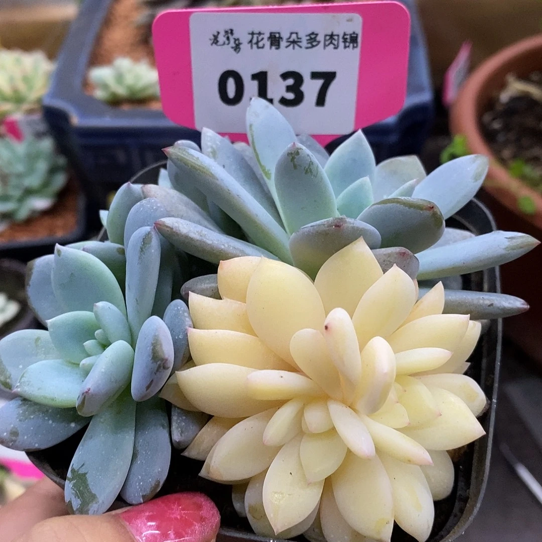 137梦露群哈哈哈哈哈哈