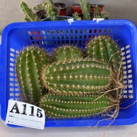 种子苗毛花柱a 115