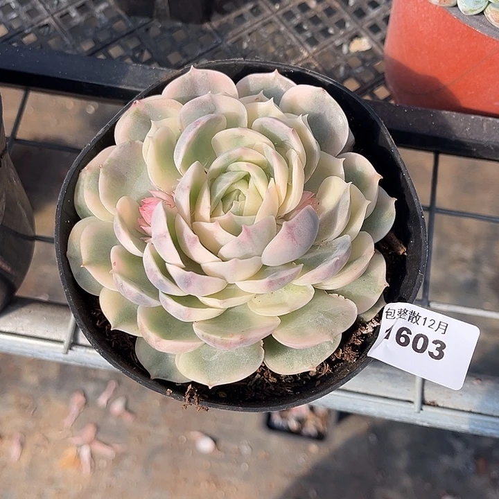 阿雅园艺。       1603昂斯诺锦