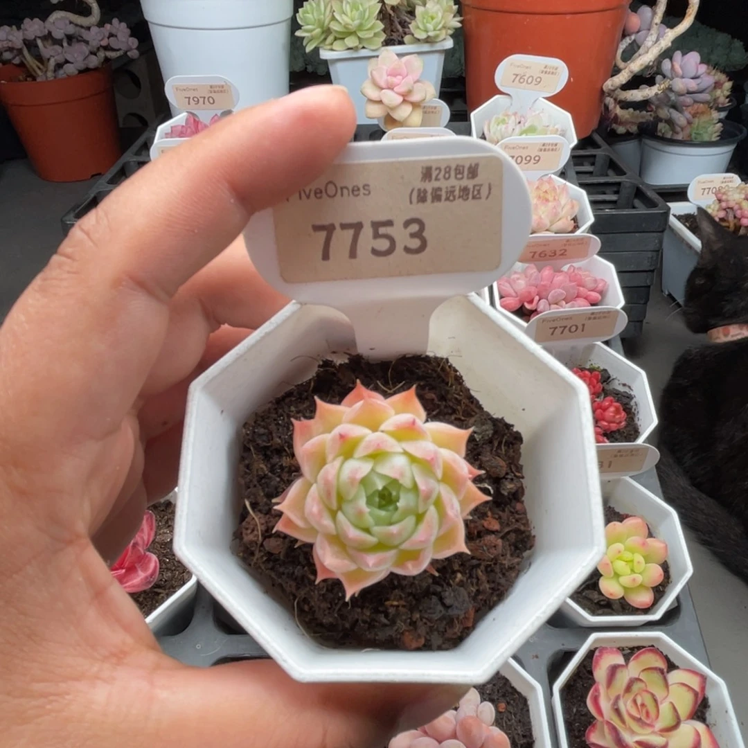 7753朱砂痣 3.5厘米