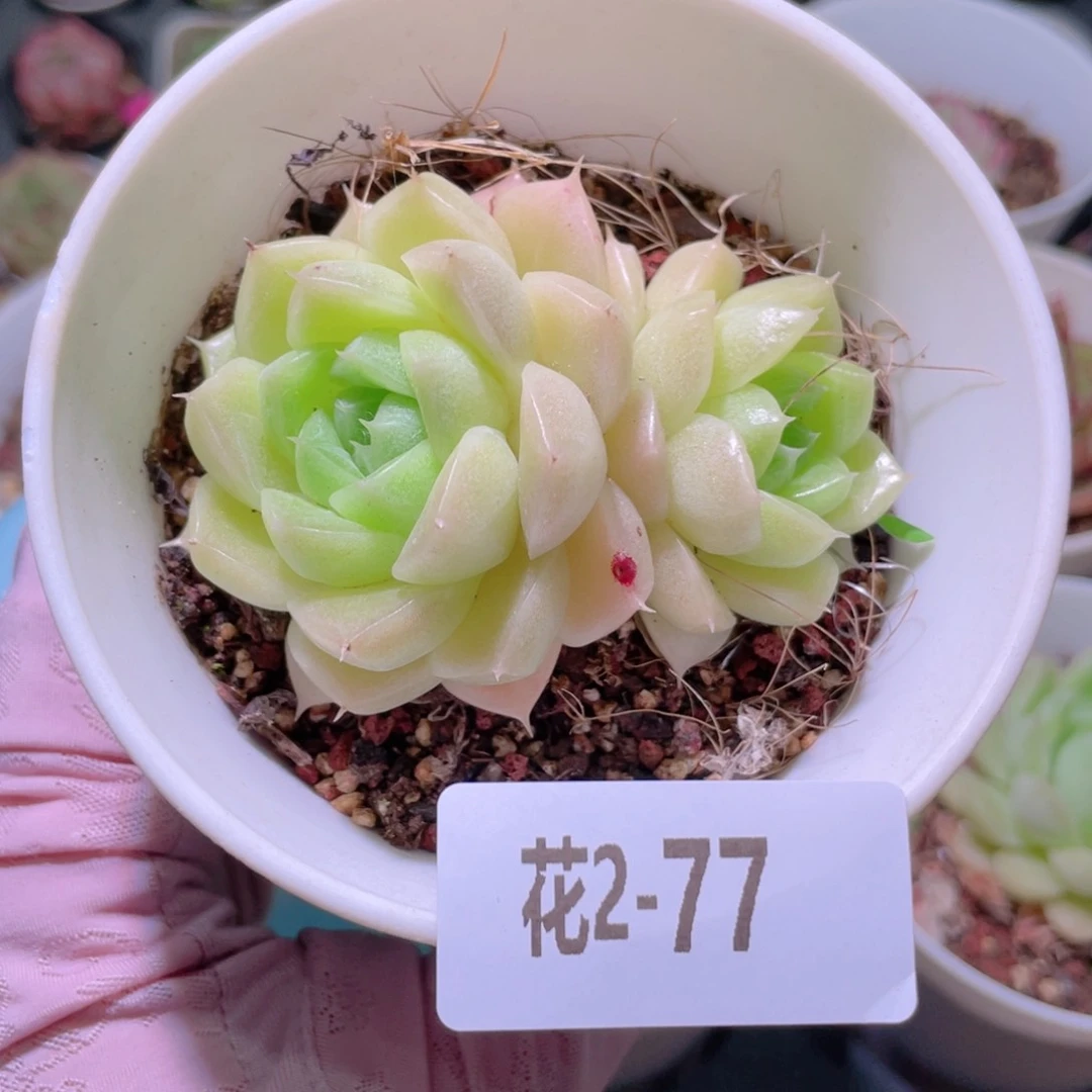 花利美2-77麦秆带仔