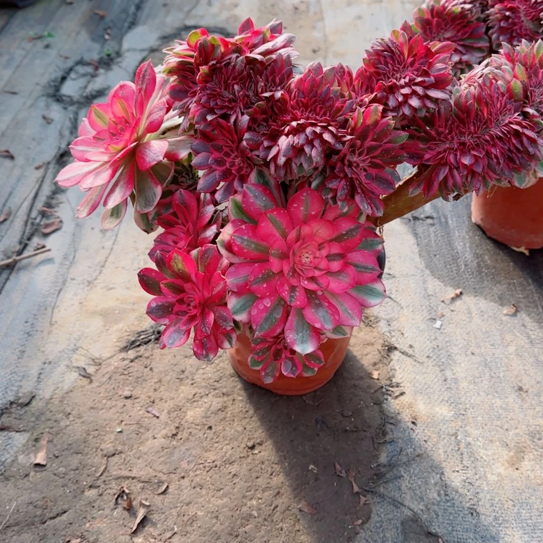 扭***坤倾城坠，多肉植物生长