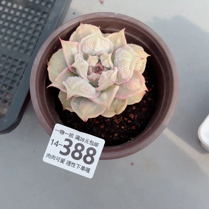 留财饺子皮皮无盆土发货